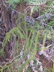 Dacrydium cupressinum
