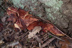 Fistulina hepatica
