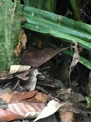 Oophaga pumilio