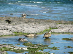 Lophonetta specularioides