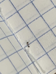 Monomorium floricola