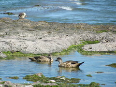 Lophonetta specularioides