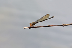 Pseudagrion ignifer