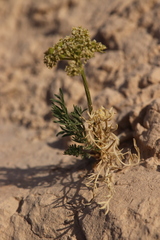Musineon tenuifolium