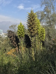 Puya chilensis