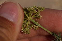 Musineon tenuifolium