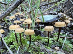Xeromphalina cauticinalis