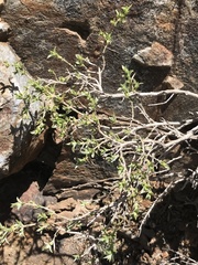 Escallonia carmelitana