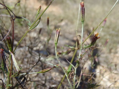 Pectis linifolia