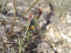 Pectis linifolia