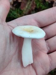 Russula fragilis