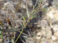 Pectis linifolia
