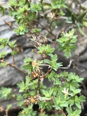 Balbisia gracilis