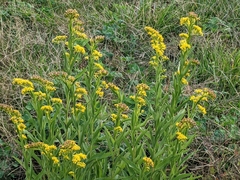 Solidago mexicana