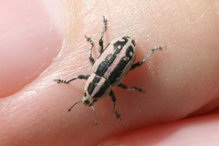 Eudiagogus rosenschoeldi