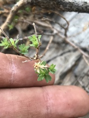 Balbisia gracilis