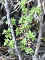 Balbisia gracilis
