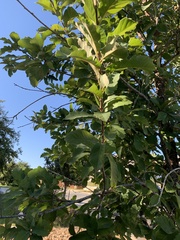 Quercus muehlenbergii