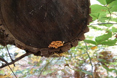 Marasmiineae