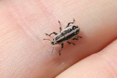 Eudiagogus rosenschoeldi