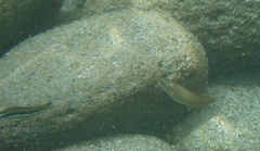 Stethojulis balteata