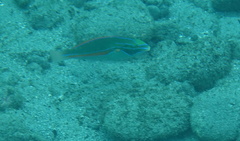 Stethojulis balteata
