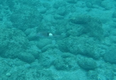 Parupeneus pleurostigma