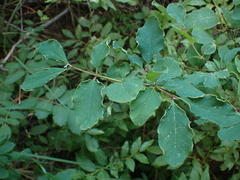 Lonicera utahensis