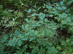 Lonicera utahensis