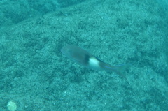 Parupeneus pleurostigma