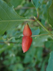 Lonicera utahensis
