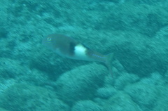 Parupeneus pleurostigma