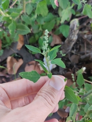 Chenopodium album