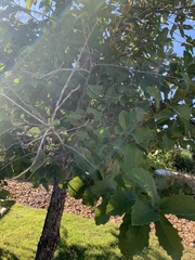 Quercus muehlenbergii