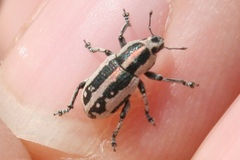 Eudiagogus rosenschoeldi