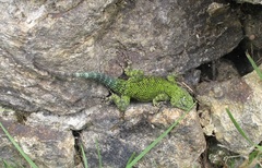 Sceloporus malachiticus