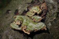 Trametes villosa