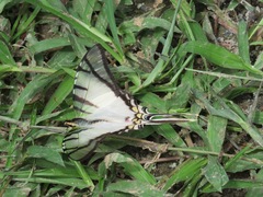 Neographium agesilaus