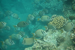 Acanthurus leucopareius