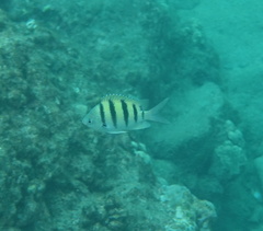 Abudefduf abdominalis