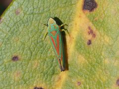 Graphocephala fennahi
