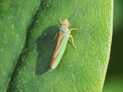 Graphocephala fennahi