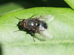 Calliphora