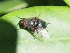 Calliphora