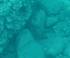 Gymnothorax flavimarginatus