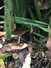 Oophaga pumilio