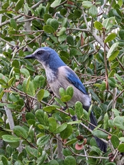 Aphelocoma coerulescens