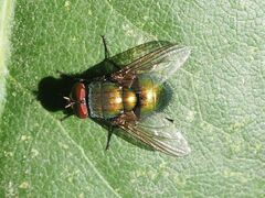 Lucilia