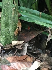 Oophaga pumilio