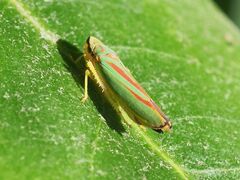 Graphocephala fennahi